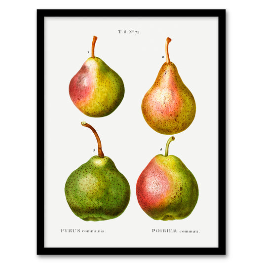 Pierre J Redoute Framed Wall Art Pear Fruit Vintage Illustration Home Décor