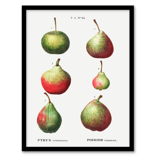 Redoute Framed Wall Art Pear Fruit Varieties Vintage Illustration Home Décor