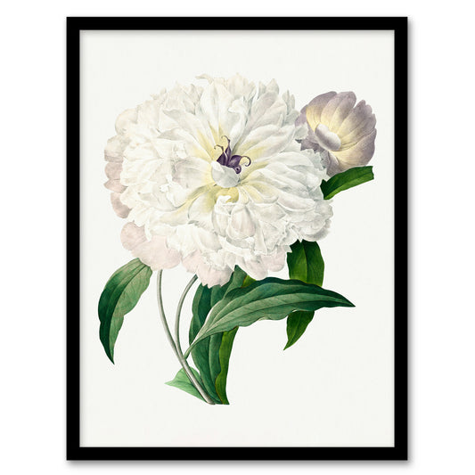 Pierre J Redoute Framed Wall Art Vintage Peony Flower Illustration Home Décor