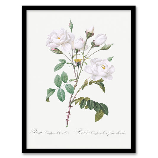 Redoute Framed Wall Art Print White Rose Vintage Floral Illustration Home Décor