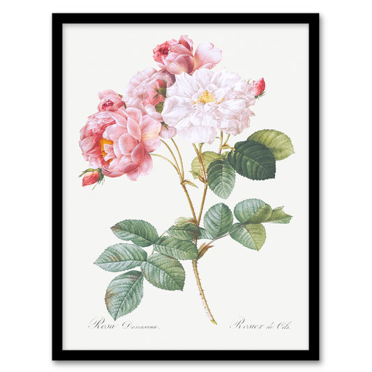 Redoute Framed Wall Art Vintage Pink Rosebush Flowers Illustration Home Décor