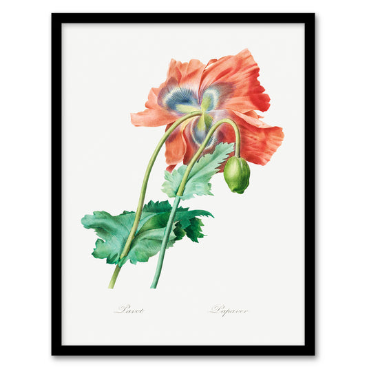 Redoute Framed Wall Art Poppy Flower Vintage Botanical Illustration Home Décor