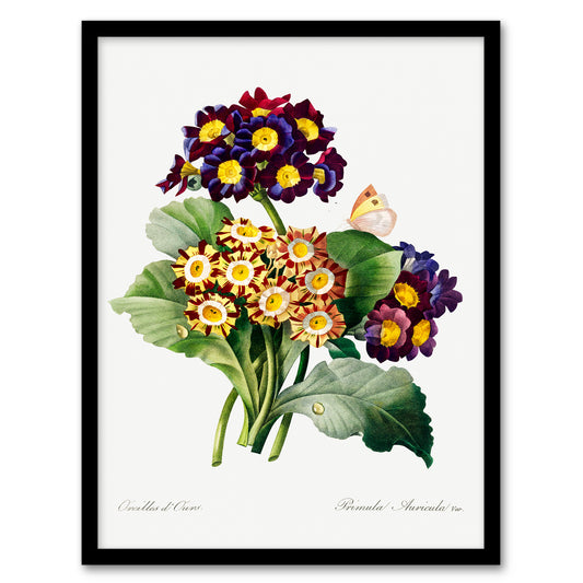Redoute Framed Wall Art Primrose Flowers Vintage Floral Illustration Home Décor
