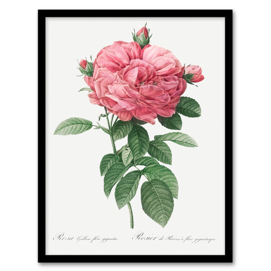 Pierre J Redoute Framed Wall Art Giant Gallica Rose Vintage Floral Home Décor