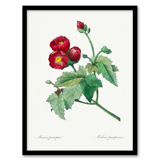 Pierre Joseph Redoute Framed Wall Art Callirhoe Poppy Mallow Flower Home Décor