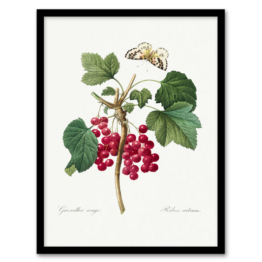 Pierre J Redoute Framed Wall Art Redcurrant Berries and Butterfly Home Décor