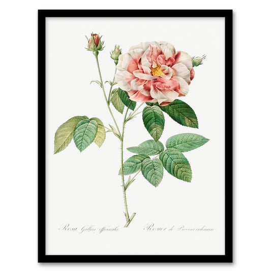 Redoute Framed Wall Art Print Rosa Gallica Giant Rose Vintage Floral Home Décor