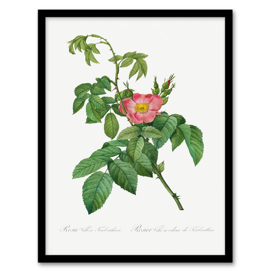 Pierre Joseph Redoute Framed Wall Art Print Rosa Villosa Flower Bloom Home Décor