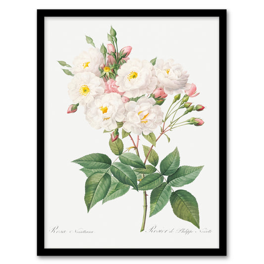 Redoute Framed Wall Art Noisette Rose Vintage Floral Illustration Home Décor
