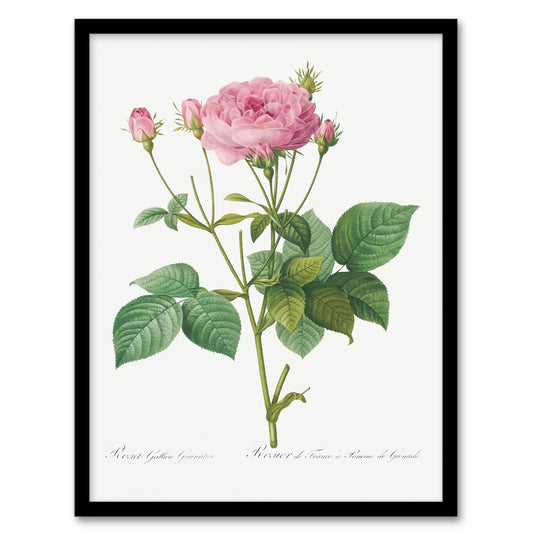 Redoute Framed Wall Art Print Gallic Rose Vintage Flower Illustration Home Décor