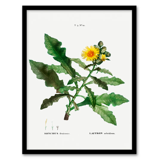 Pierre Joseph Redoute Framed Wall Art Print Sow Thistle Flower Bloom Home Décor