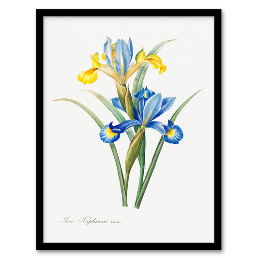 Redoute Framed Wall Art Spanish iris Vintage Botanical Illustration Home Décor