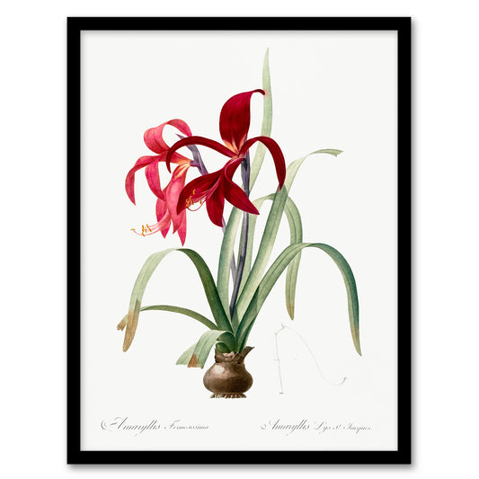 Redoute Framed Wall Art Aztec Lily Vintage Botanical Illustration Home Décor