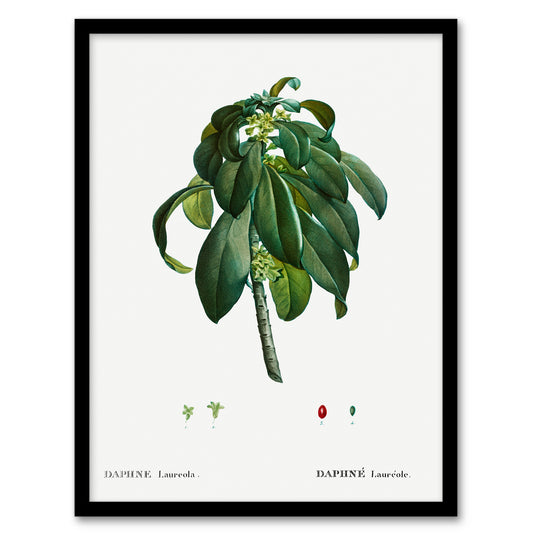 Redoute Framed Wall Art Spurge Laurel Vintage Botanical Illustration Home Décor