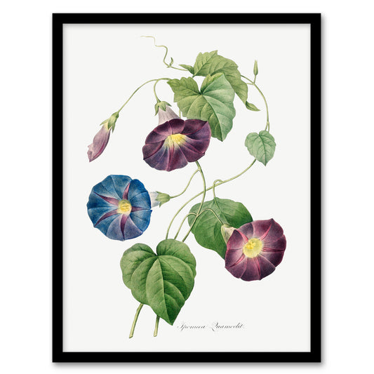Pierre J Redoute Framed Wall Art Print Morning Glory Vintage Floral Home Décor