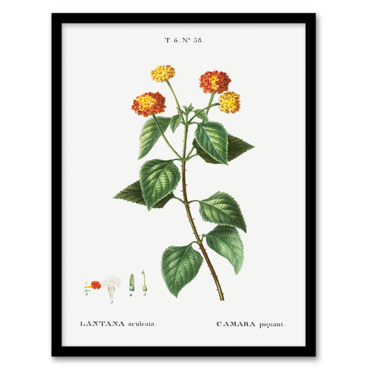 Redoute Framed Wall Art Lantana Plant Vintage Botanical Illustration Home Décor