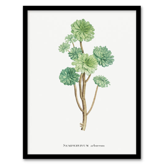 Pierre Joseph Redoute Framed Wall Art Print Tree Houseleek Succulent Home Décor
