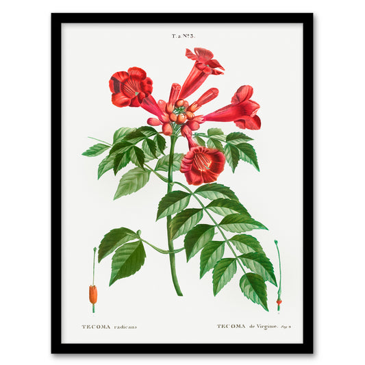 Pierre Joseph Redoute Framed Wall Art Print Trumpet Vine Flowers Home Décor