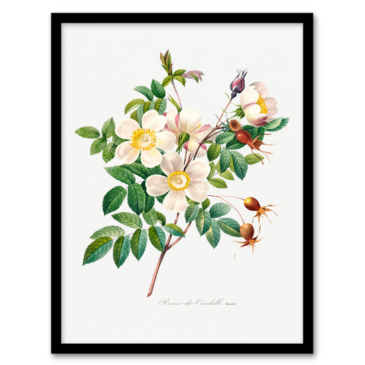 Pierre Joseph Redoute Framed Wall Art Print White Rose Vintage Floral Home Décor