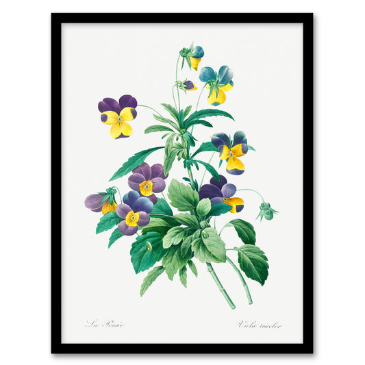 Redoute Framed Wall Art Print Vintage Wild Pansy Flower Illustration Home Décor