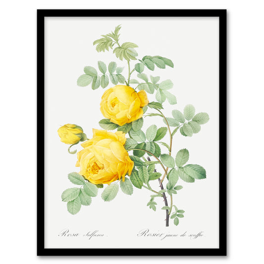Pierre J Redoute Framed Wall Art Print Yellow Rose Vintage Botanical Home Décor