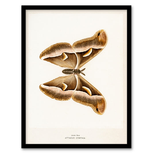 Denton Framed Wall Art Print Ailanthus Silkmoth Vintage Illustration Home Décor