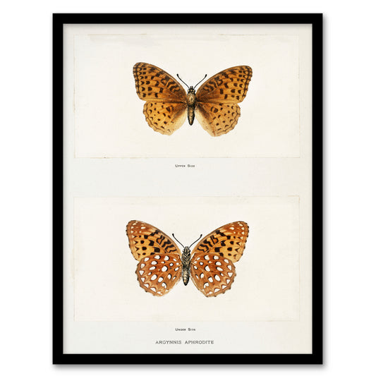 Sherman Denton Framed Wall Art Print Aphrodite Fritillary Butterfly Home Décor