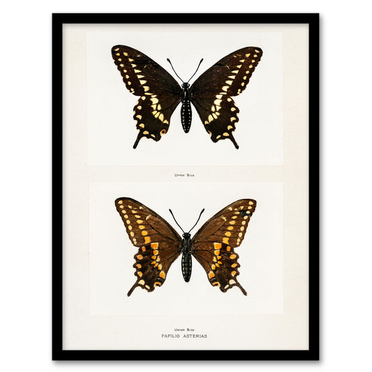 Sherman Denton Framed Wall Art Print Black Swallowtail Butterfly Home Décor