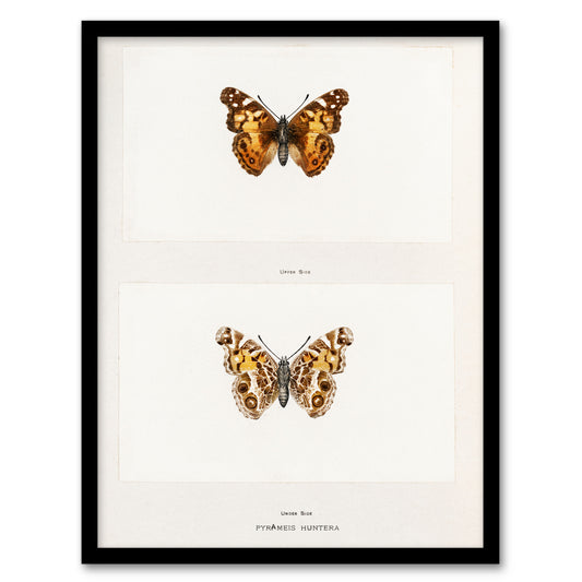 Denton Framed Wall Art Brazilian Lady Vintage Butterfly Illustration Home Décor