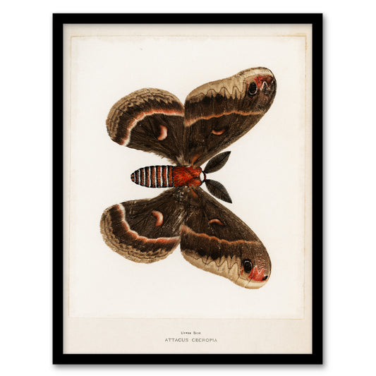 Sherman Denton Framed Wall Art Cecropia Moth Vintage Illustration Home Décor