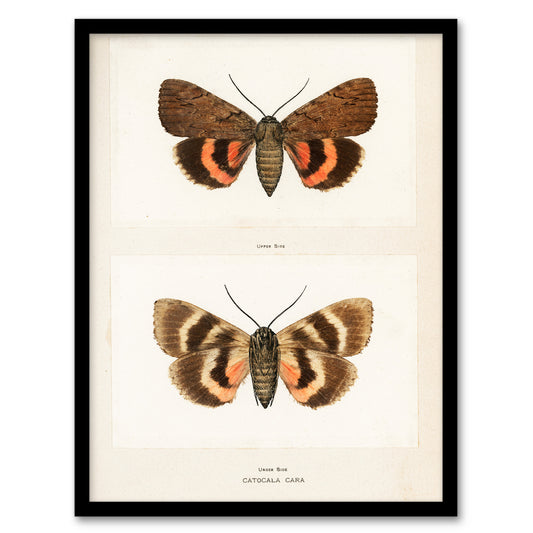 Sherman Denton Framed Wall Art Darling Underwing Moth Illustration Home Décor