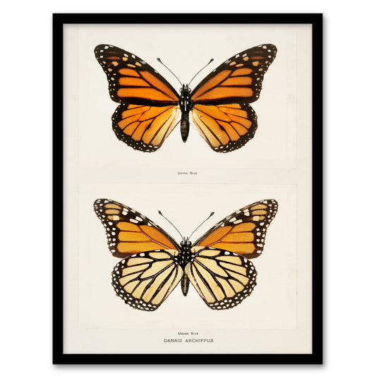 Sherman Denton Framed Wall Art Monarch Butterfly Vintage Illustration Home Décor