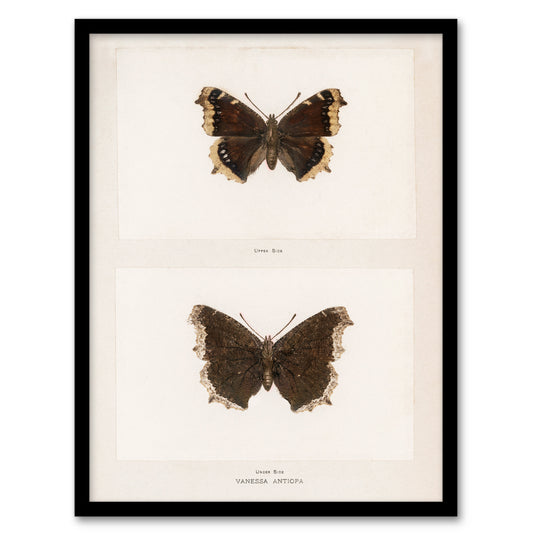 Sherman Denton Framed Wall Art Print Mourning Cloak Butterfly Home Décor