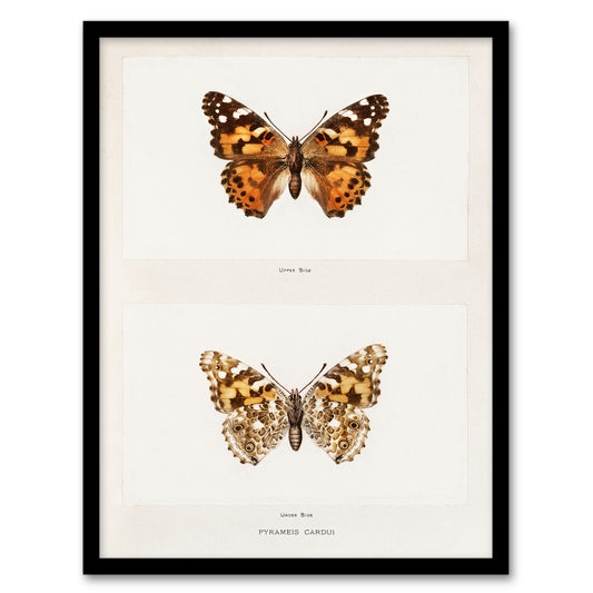 Denton Framed Wall Art Painted Lady Butterfly Vintage Illustration Home Décor