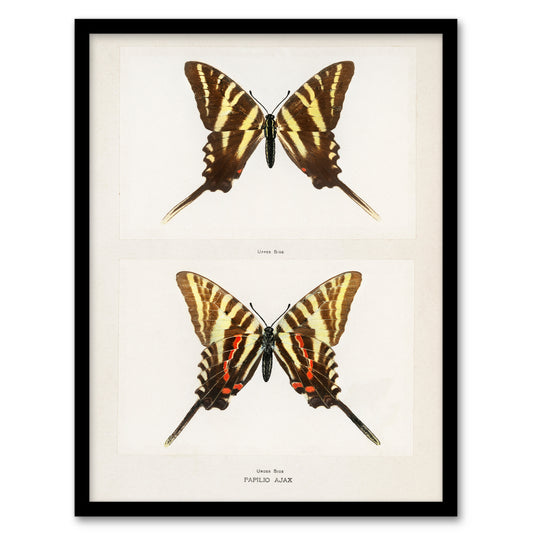 Denton Framed Wall Art Papilio Ajax Butterfly Vintage Illustration Home Décor