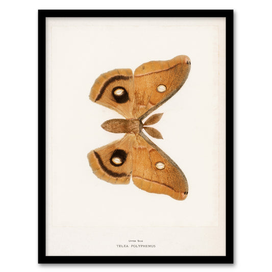 Denton Framed Wall Art Print Polyphemus Moth Vintage Illustration Home Décor