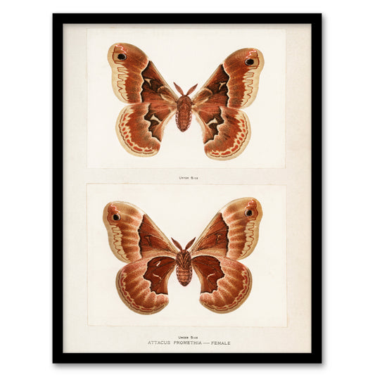 Sherman Denton Framed Wall Art Print Promethea Silkmoth Female Home Décor