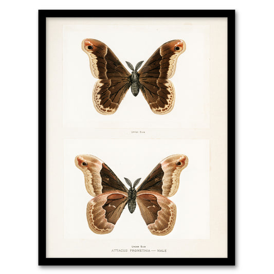 Sherman Denton Framed Wall Art Print Promethea Silkmoth Male Home Décor