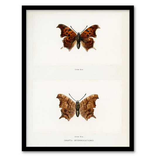 Denton Framed Wall Art Question Mark Butterfly Vintage Illustration Home Décor