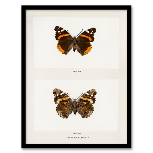 Denton Framed Wall Art Red Admiral Butterfly Vintage Illustration Home Décor