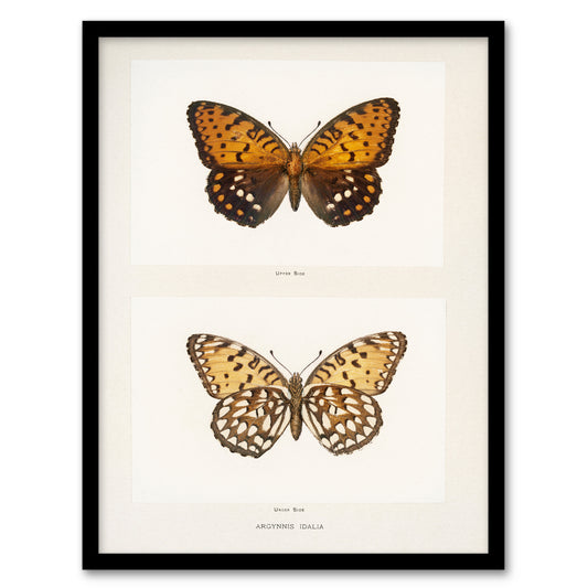 Sherman Denton Framed Wall Art Print Regal Fritillary Butterfly Home Décor