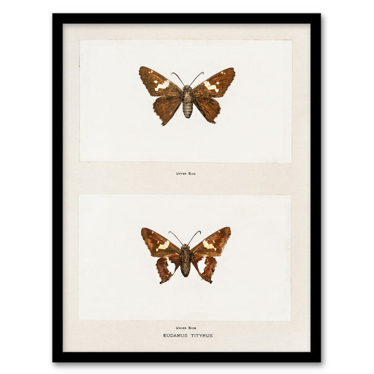 Sherman Denton Framed Wall Art Print Silver Spotted Skipper Butterfly Home Décor