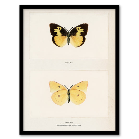Sherman Denton Framed Wall Art Print Southern Dogface Butterfly Home Décor