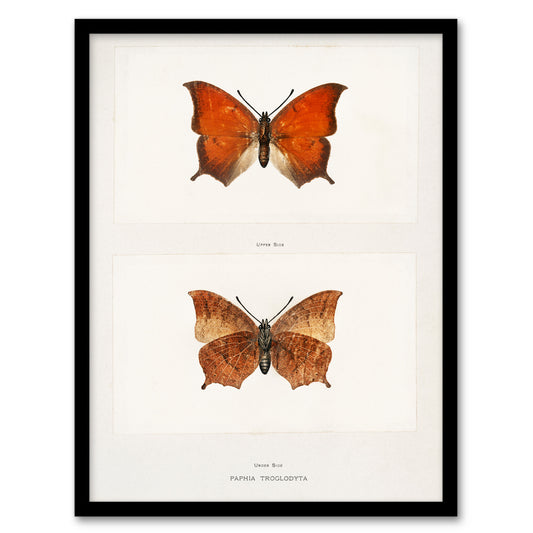 Sherman Denton Framed Wall Art Print Tropical Leafwing Butterfly Home Décor