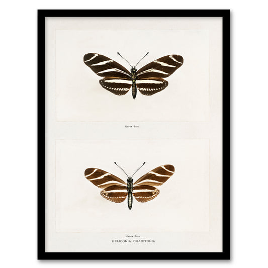Sherman Denton Framed Wall Art Print Zebra Longwing Butterfly Home Décor