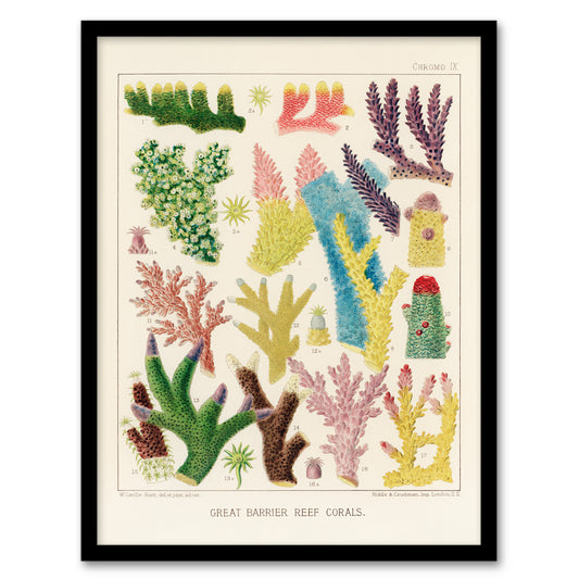 William Saville Kent Framed Wall Art Print Great Barrier Reef Corals Home Décor