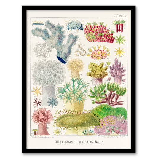 William Saville Kent Framed Wall Art Great Barrier Reef Alcyonaria Home Décor