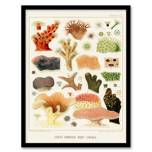 William S Kent Framed Wall Art Great Barrier Reef Corals Illustration Home Décor