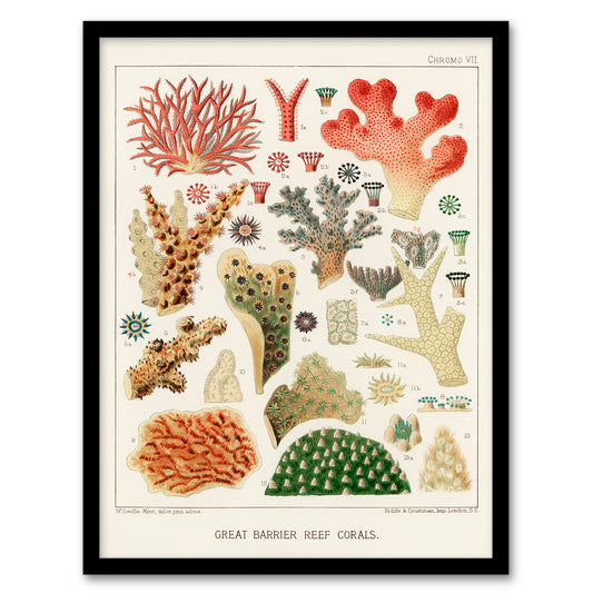 William S Kent Framed Wall Art Great Barrier Reef of Australia Corals Home Décor