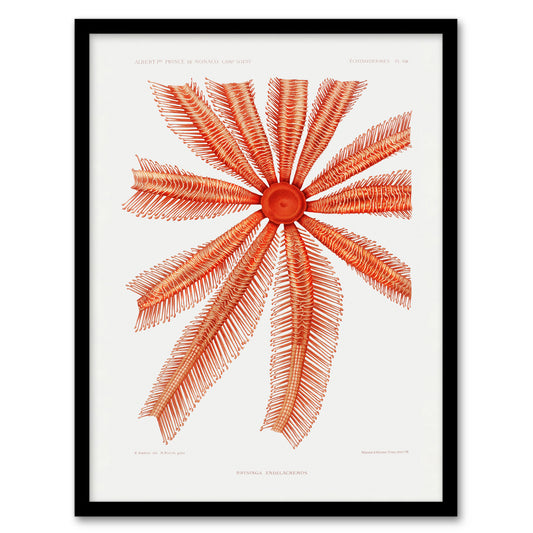 Vintage Marine Life Brisingida Starfish Illustration Framed Wall Art Print